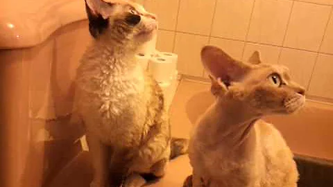 Video 1174711: devon rex girl, talking