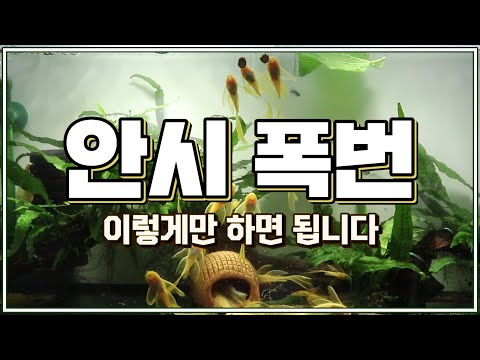 안시 브리딩｜이렇게만 하면 폭번 성공! [안시는 사자다]