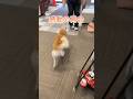 【柴犬】大好きなお姉さんと感動の再会 #shorts #dog #shiba