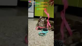#мойпитомецзвезда #мейнкун #кошечка #мяу #рек #брянск #новозыбков