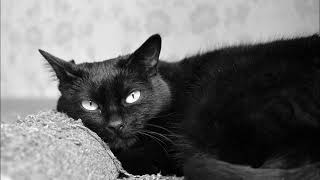 Неизвестный Исполнитель (Баланс?) - Черный кот (1986?)