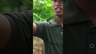 varietas buah naga ini sering berbuah dan genjah !