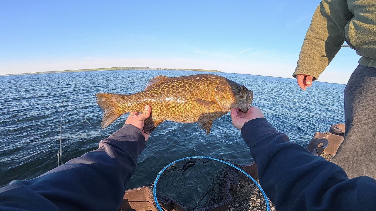 Small Bass tries to eat BIG Lure! (Door County) Small Bass tries to eat BIG Lure! (Door County)