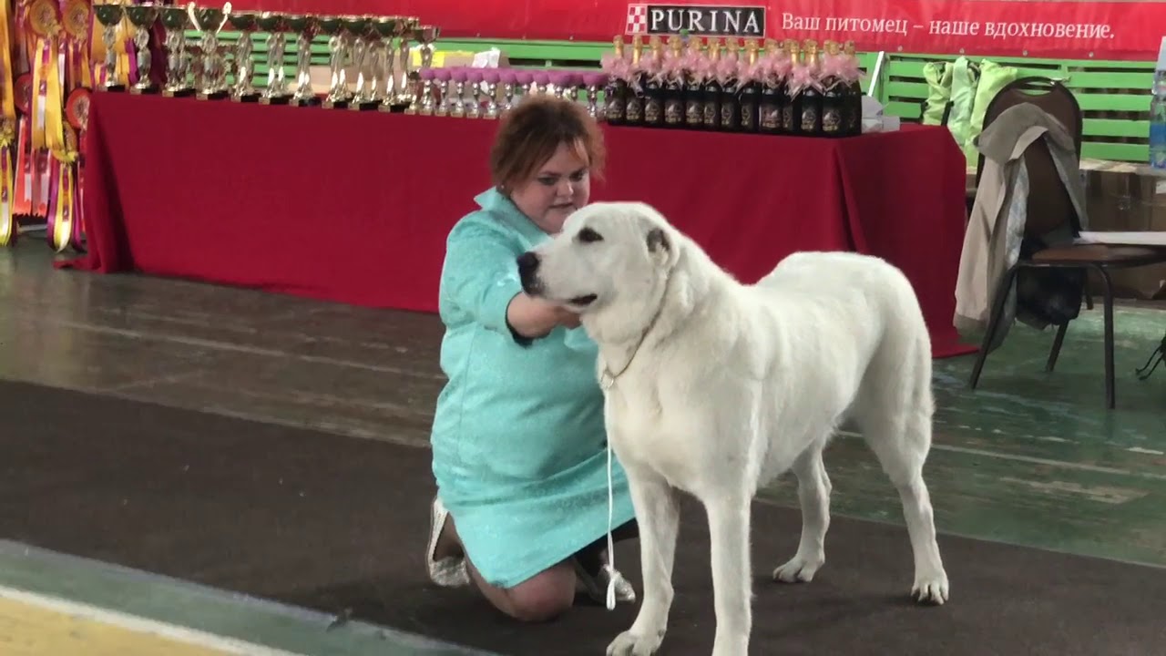 ⁣Выставка собак 20.04.2019. Владивосток. Ринги САО