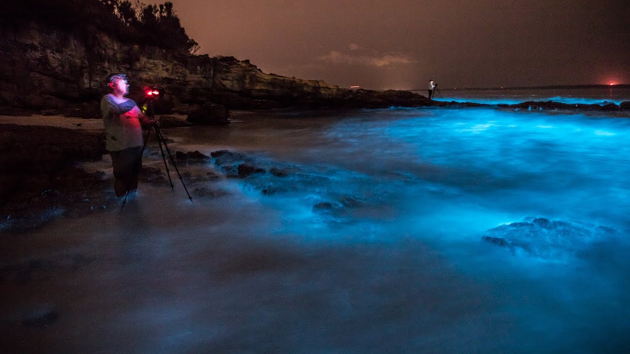 Bioluminescence at Blenheim Beach Jervis Bay YouTube