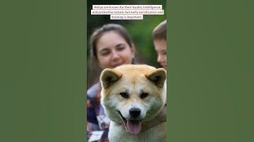 The Loyal and Striking Akita: A Guide to this Japanese Breed