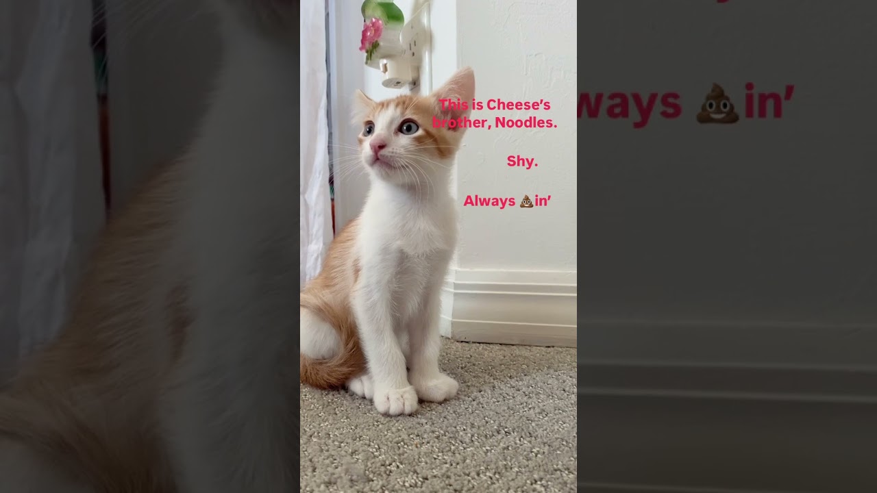 We have new Kittens. 