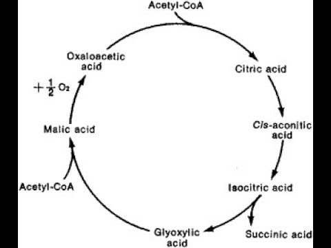 Дишење - Глиоксалатен циклус и глуконеогенеза | Рас. Физиологија