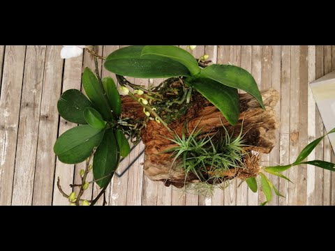 Video: Come Coltivare Un'orchidea