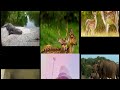 My journey elephant               park