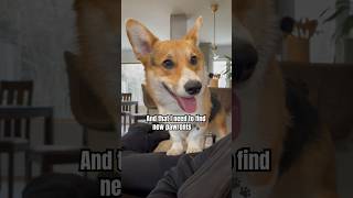 Looking for new parents  #dog #pets #corgi #shorts