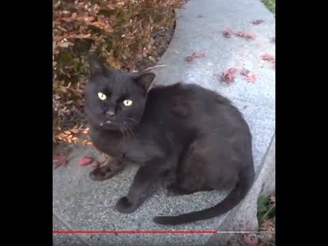 전주 덕진공원인근에서 행복한 시간을 보내는 예쁜 고양이....cute <strong>cat</strong> <strong>having</strong> a happy time near a beautiful Jeonju Deokjin Park
