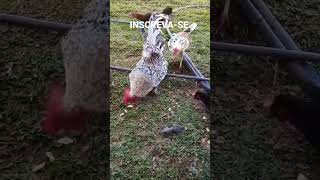 Criação De Galinha Garnizé Comum Caipira No Quintal Galize Miniatura