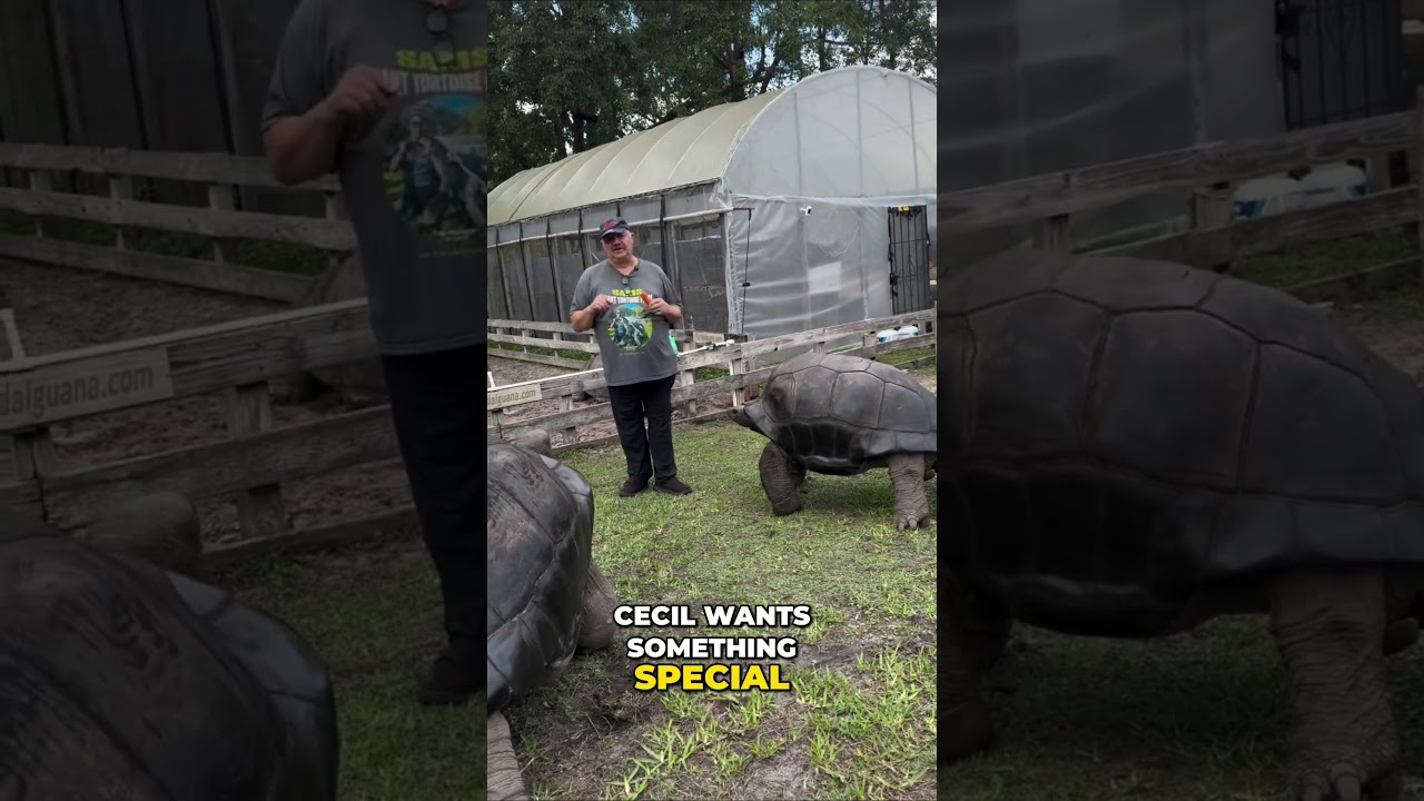 What Cecil the giant tortoise wants is something special!