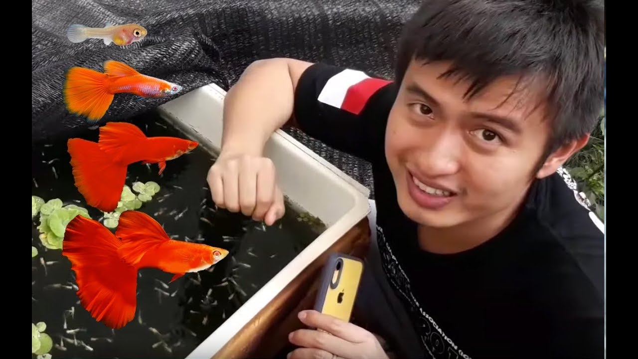 Tips Merawat Ikan Guppy dari Baby hingga Dewasa