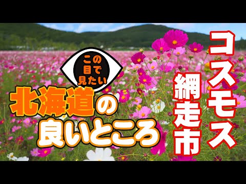 100万本コスモスの絶景 「コスモスの小径」北海道網走市