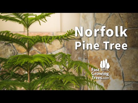 Video: Norfolk Pine Formering - Lær om at reproducere Norfolk Island Pine Planter