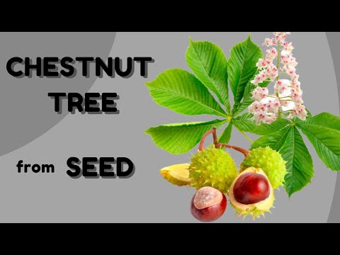 How to grow a chestnut tree from seed - Καστανιά από σπόρο