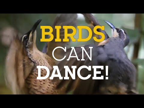 BIRDS can DANCE!