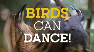 BIRDS can DANCE!