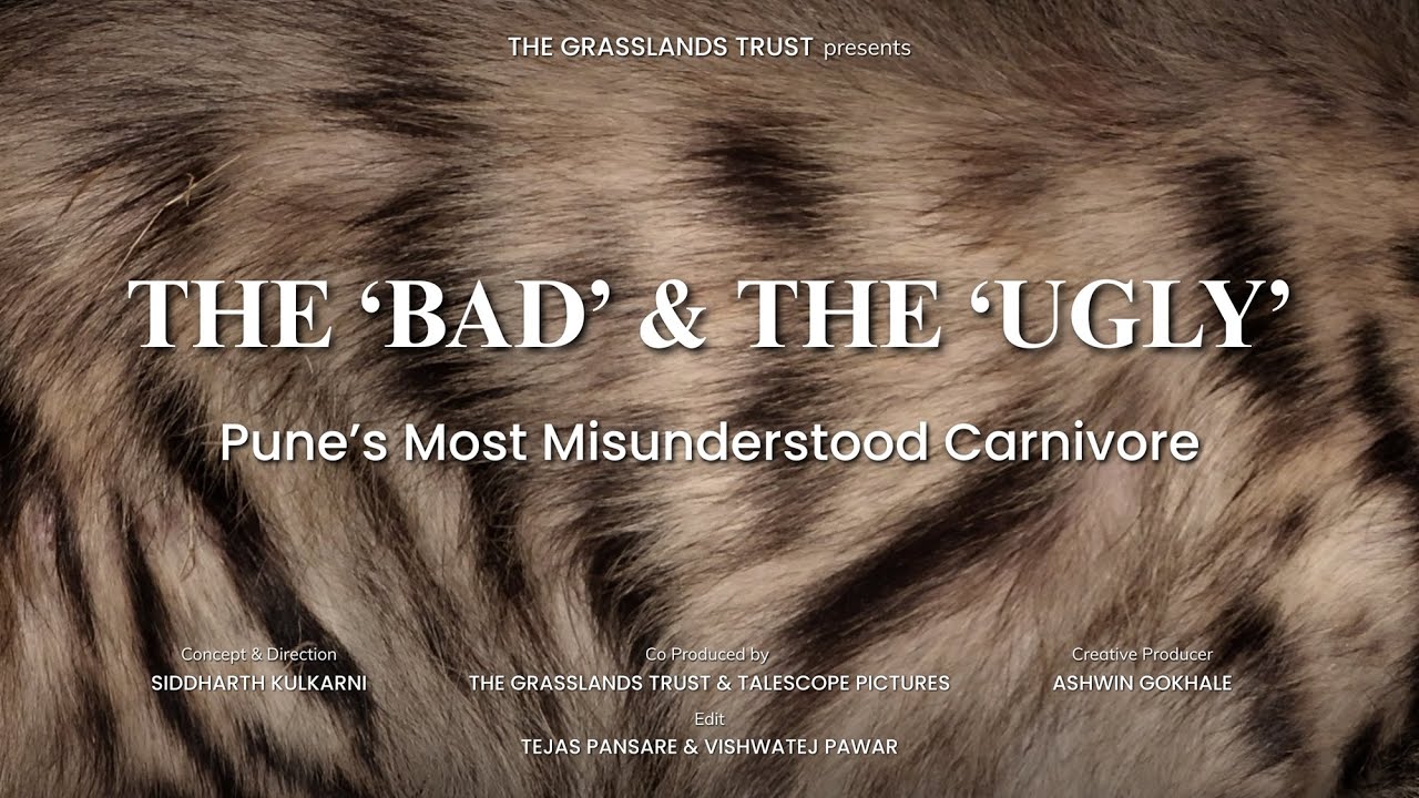 The Bad & The Ugly