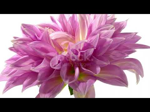 Best 5 Flowering Trees For Michigan