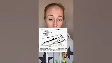 Как кормят детёнышей дельфины