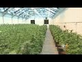 Inside Medical Marijuana Grow Facility