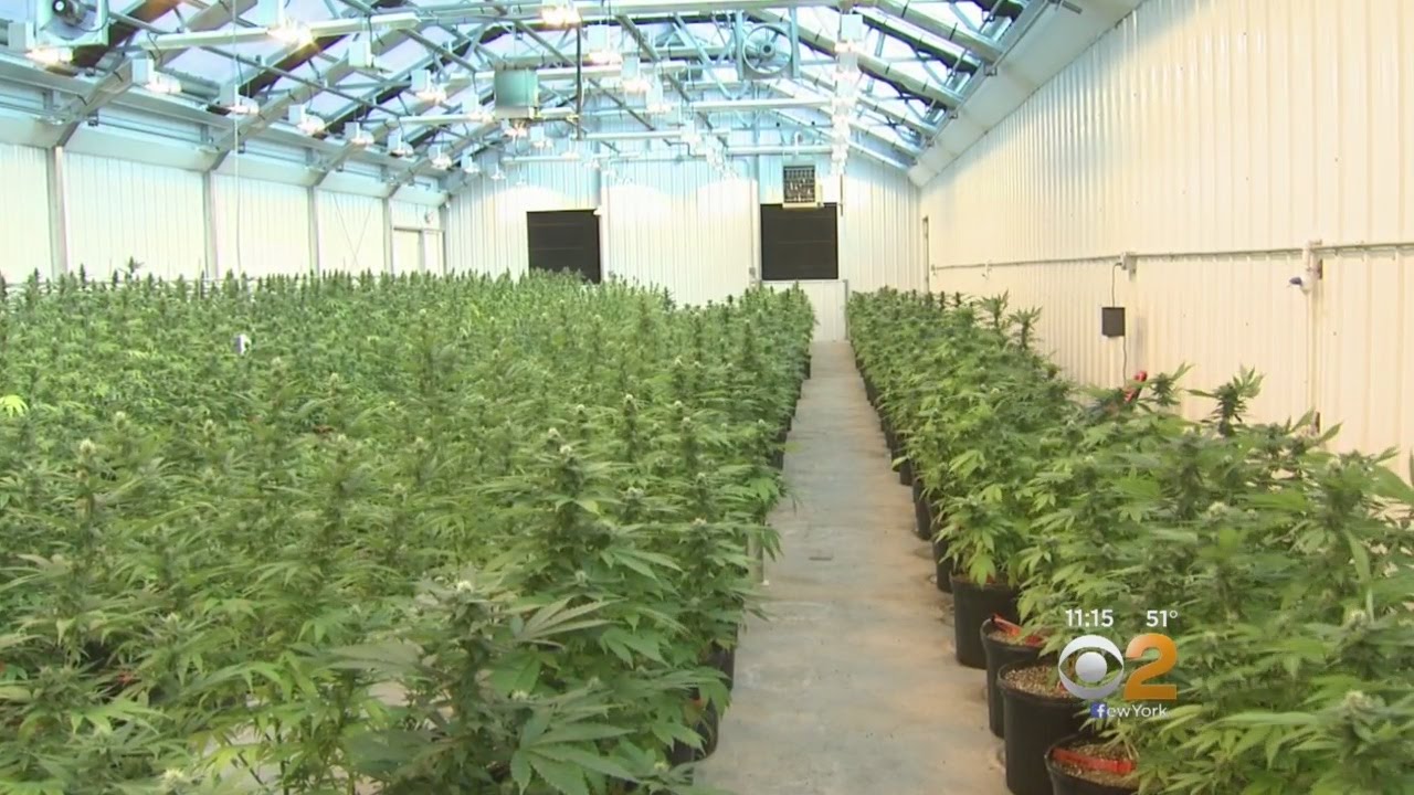 Inside Medical Marijuana Grow Facility - YouTube