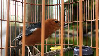 Download Lagu Dengan Cepat Burung Bunyi Mendengar Kicauan ANIS MERAH yang Super Ngeplong Merdu. MP3