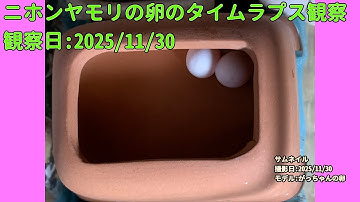 【Memorandum】 2025年11月30日 RPi-Cam-Web-Interfaceを用いたニホンヤモリの卵のTimelapse観察