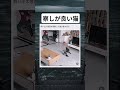 飼い主の遊びに付き合う猫#面白い #おもしろ #tiktok #Twitter
