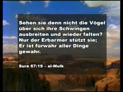 Das Wunder Der Vogel - 3/5