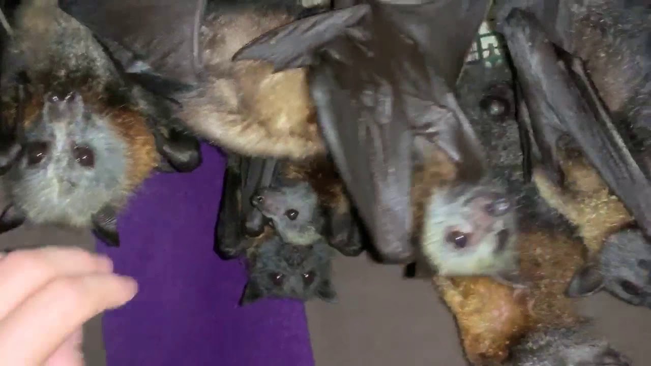 Baby flying-foxes born to mums in care:   Whiffle and Souvlaki