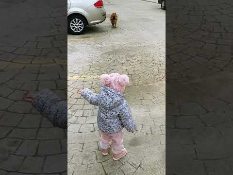 Eylül'ün köpek aşkı