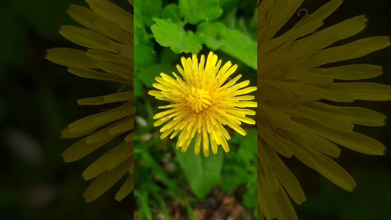 Dandelion flower spring nature summer green grass