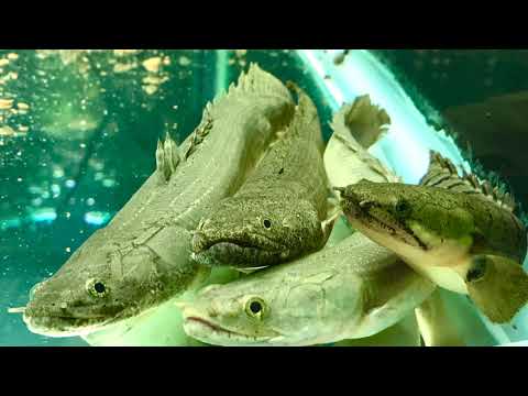 Video: Odysseus Bichir Mal Zdravotné Problémy