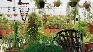 August terrace garden tour, in rainy season with new plants