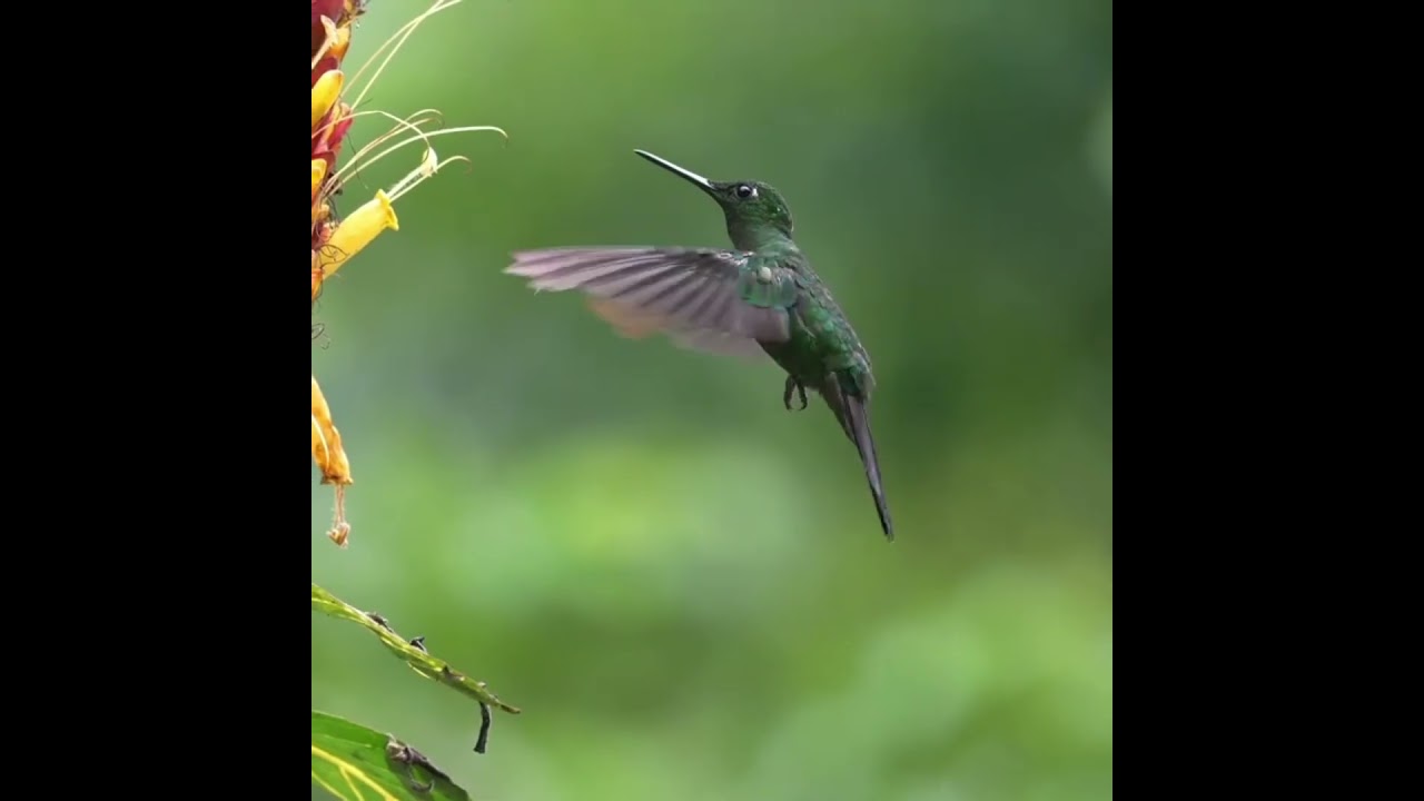 Hummingbird Drinking Nectar in Slow Motion | Nature’s Tiny Jewel