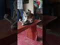 Kucing jilat biji sendiri...