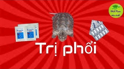 Cách trị bệnh phổi ở rùa nước
