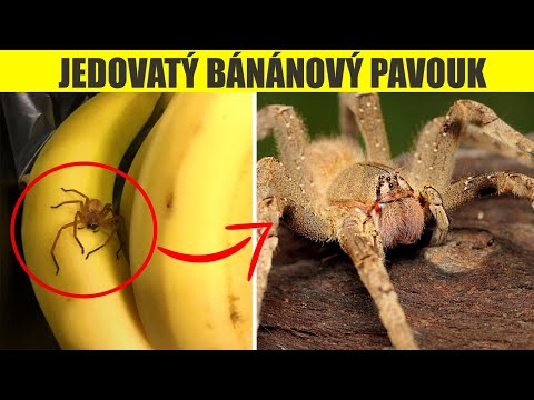 Video: Brazílsky banánový pavúk