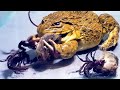 Asian Bullfrog Sees Big Rat and Scorpions! Asian  Bullfrog Live Feeding