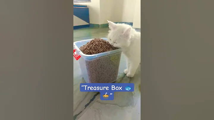 Video 10572511: persian kitten dry cat, persian cat food kitten, persian cat kitten white, cat kitten adorable persian, persian cat baby kitten, persian kitten show