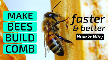 Beekeeping for beginners - How to make bees build comb faster & better | WHY?