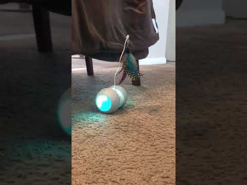 malsipree-robotic-interactive-cat-toy
