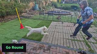 Intermediate Trick Dog by Sarah Wood 30 views 6 months ago 2 minutes, 39 seconds