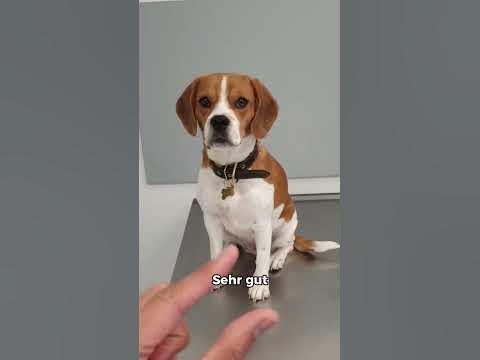 jobangebote tierarzt
