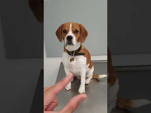 Video: Warum lädt der Tierarzt meines Hundes so viel auf?