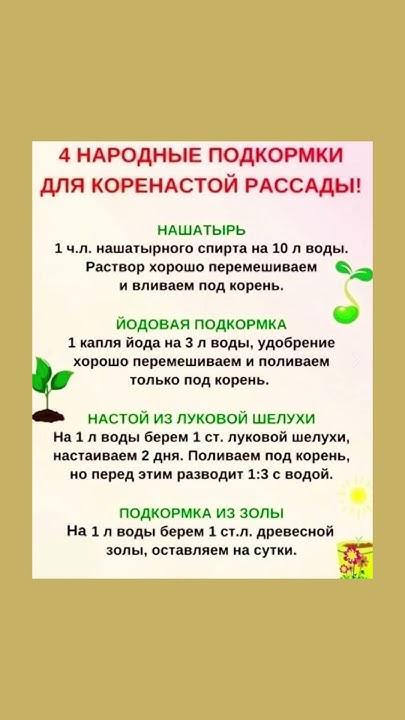 4 народные подкормки для коренастой рассады #подкормка #рассада #огород ...